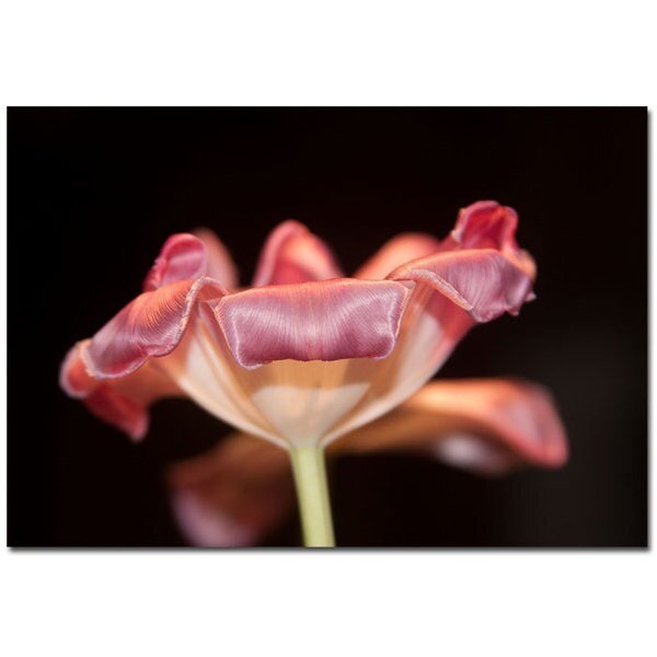 Martha Guerra 'Tulip' Canvas Art, 22x32, Trademark Fine Art, Mfr#: MG0215-C2232GG